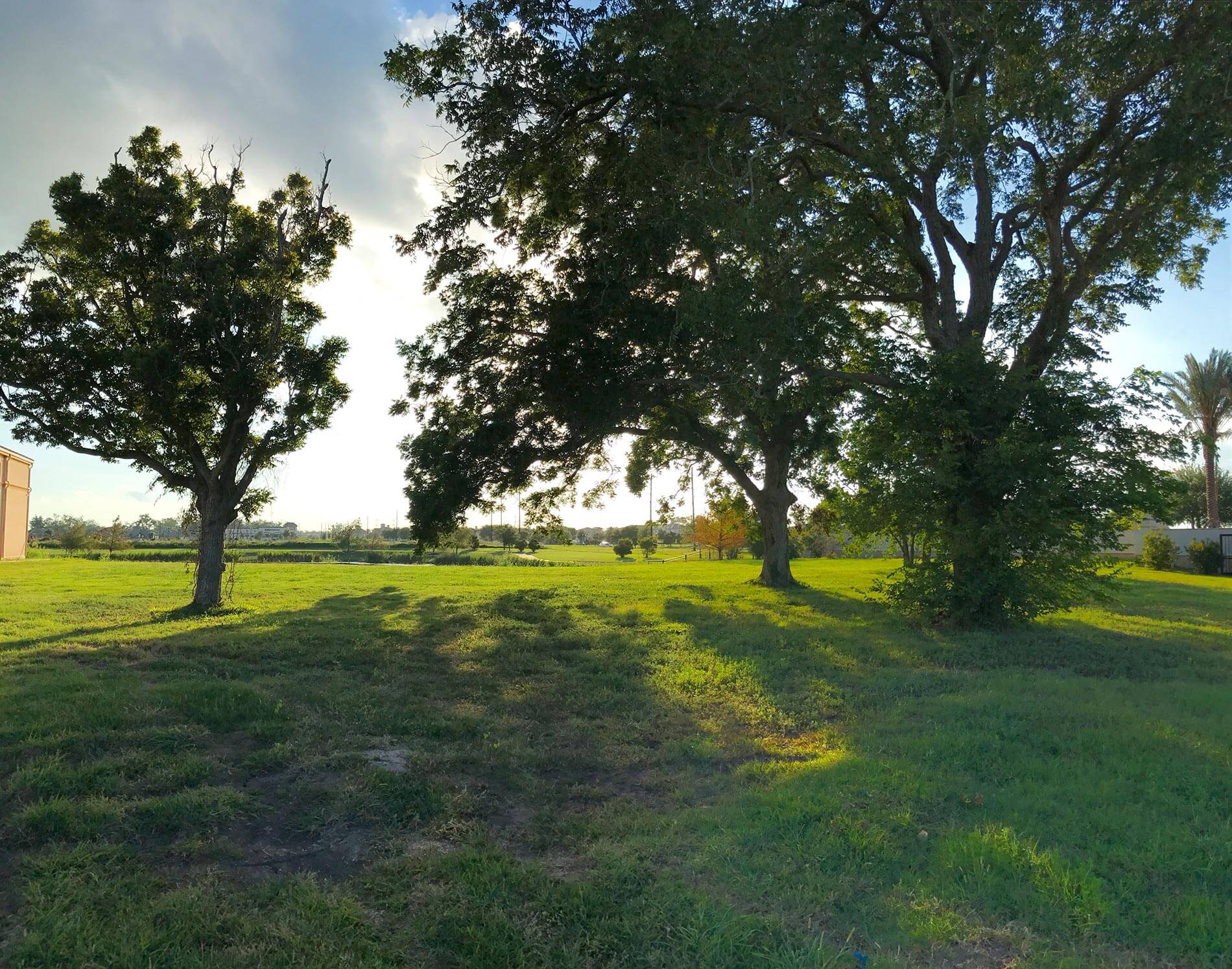 green trees at the island